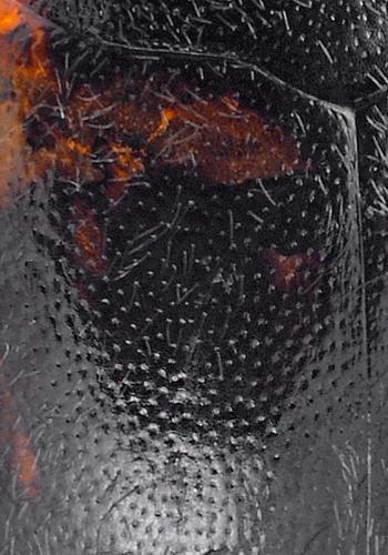 Réf. 159 383 : Hydroporus tessellatus