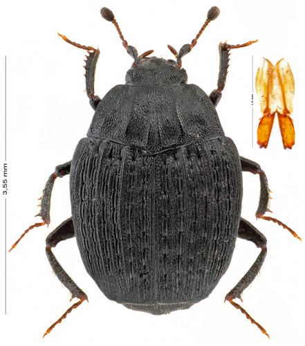 Réf. 159 025 : Onthophilus globulosus