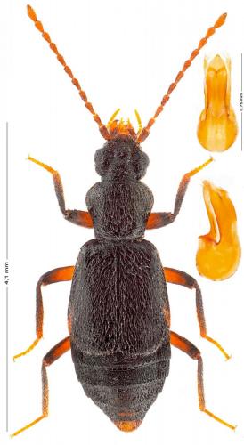 Lesteva sp.