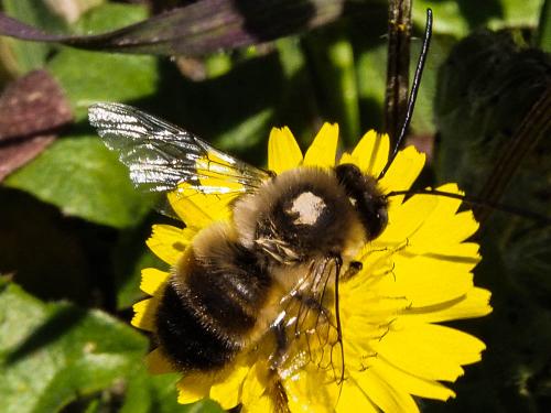 Réf. 159 045 : Eucera nigrilabris