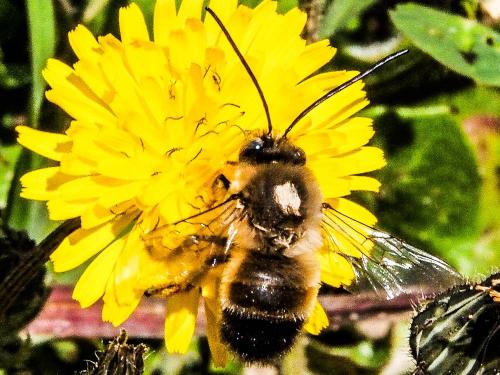 Réf. 159 044 : Eucera nigrilabris