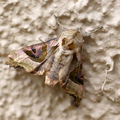 Réf. 159 795 : Phlogophora meticulosa