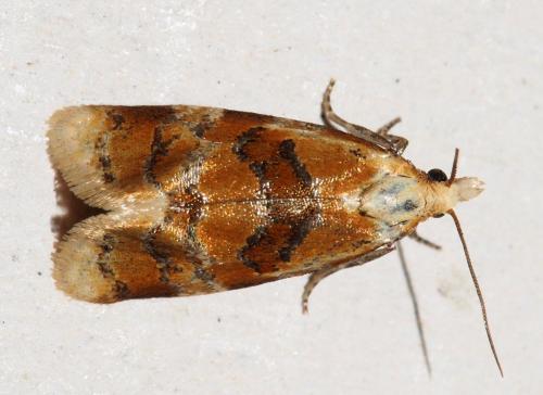 Cochylidia rupicola