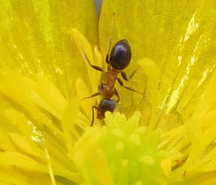 Lasius emarginatus