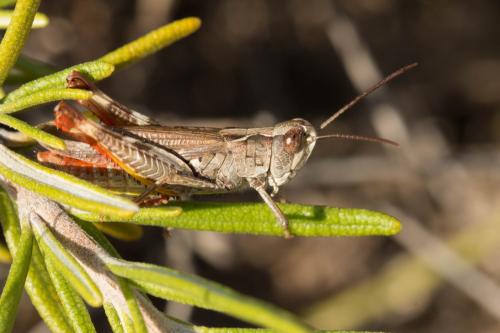 Chorthippus armoricanus