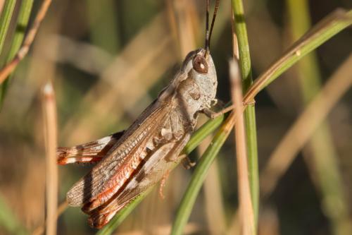 Chorthippus armoricanus