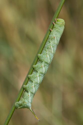 Agrius convolvuli