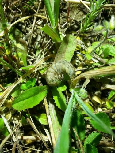Xestia xanthographa