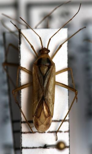 Odontoplatys suturalis