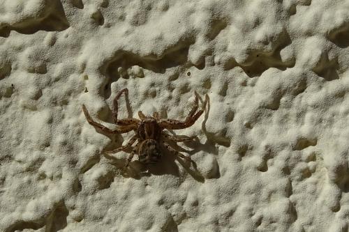 Xysticus sp.
