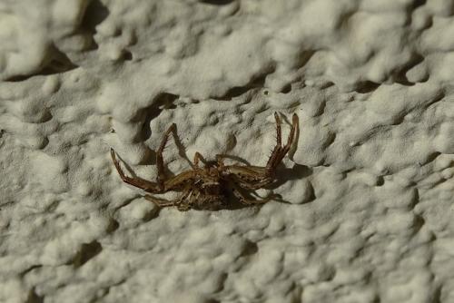 Xysticus sp.