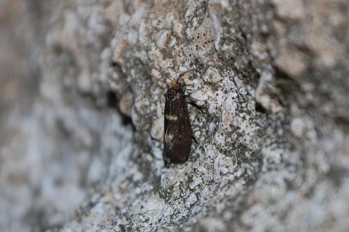 Incurvaria pectinea