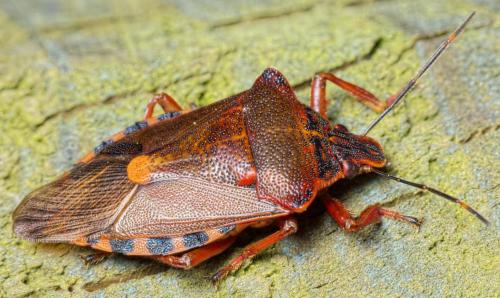 Pinthaeus sanguinipes