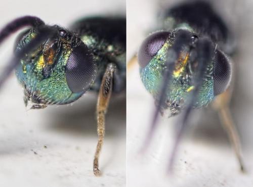 Réf. 159 941 : Anastatus bifasciatus