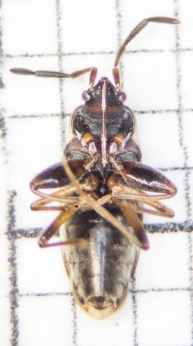 Scolopostethus decoratus