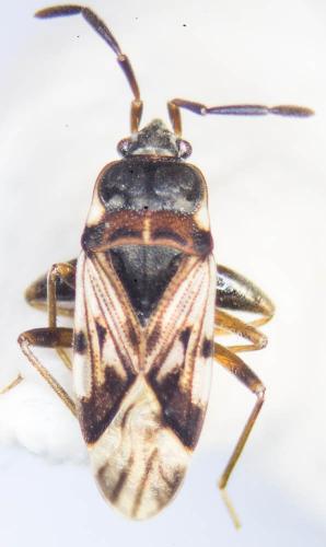Scolopostethus decoratus