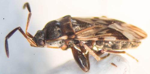 Scolopostethus decoratus