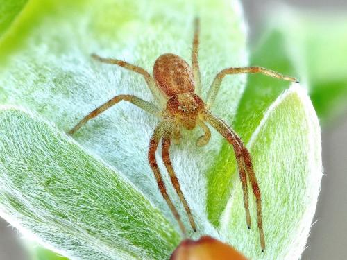 Philodromus sp.