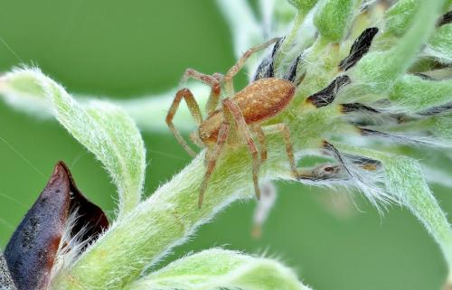 Philodromus sp.