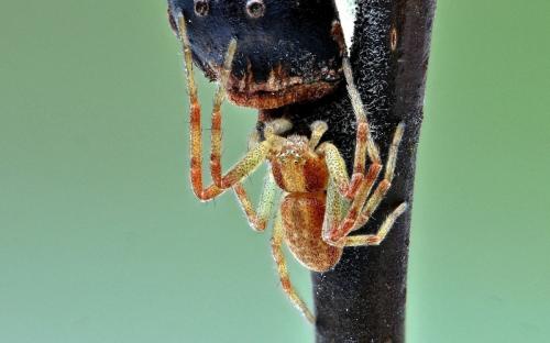 Philodromus sp.