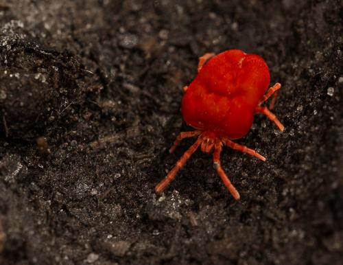 Trombidium sp.