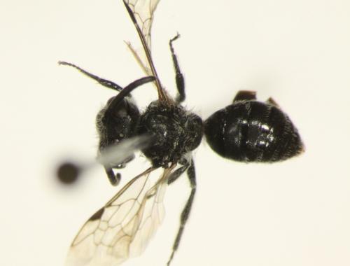 Andrena sp.