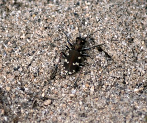 Cicindela hybrida