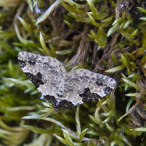 Xanthorhoe fluctuata