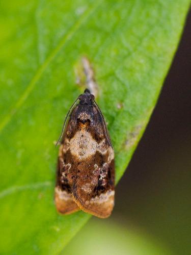 Réf. 159 447 : Ditula angustiorana