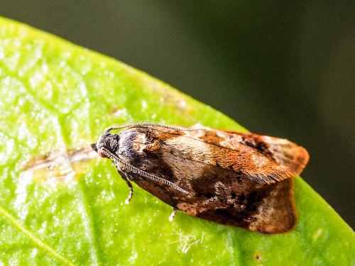 Réf. 159 448 : Ditula angustiorana