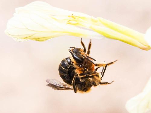 Andrena lagopus