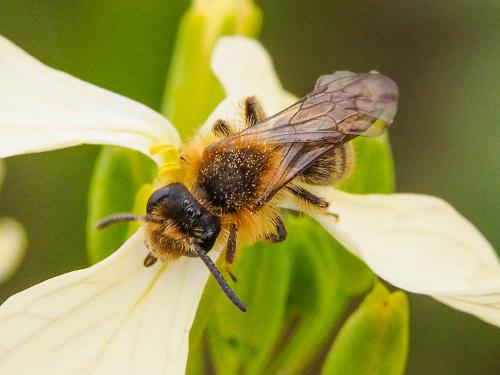 Andrena lagopus