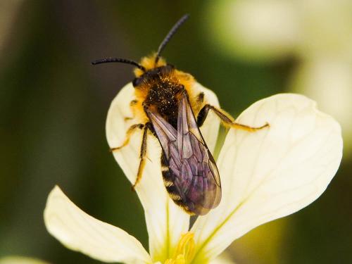 Andrena lagopus