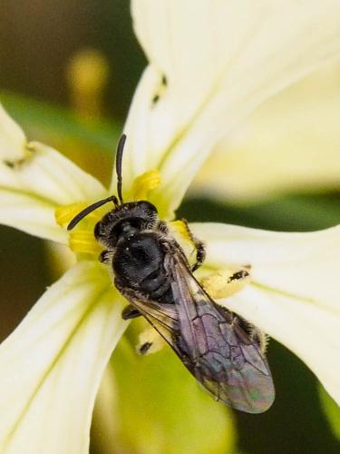 Lasioglossum sp.
