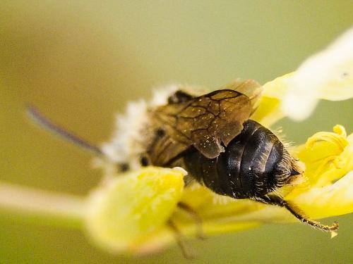 Andrena lagopus