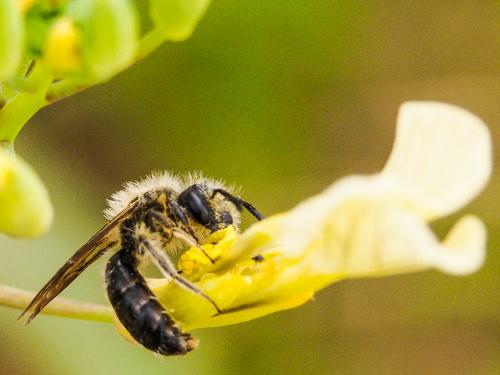 Andrena lagopus