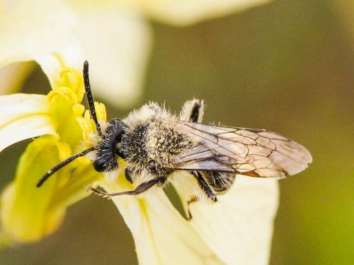 Andrena lagopus