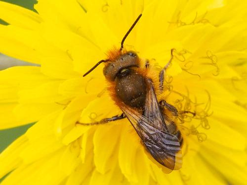 Osmia sp.