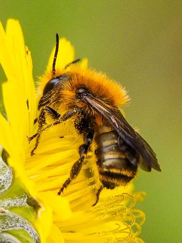 Réf. 159 354 : Osmia sp.