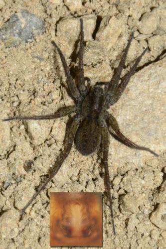 Pardosa paludicola