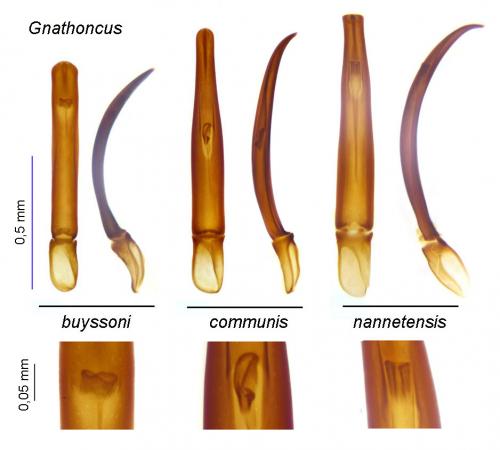 Gnathoncus divers