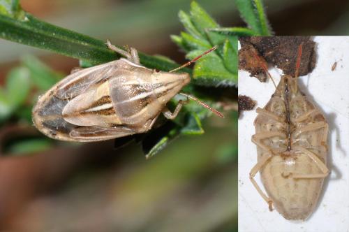 Aelia rostrata