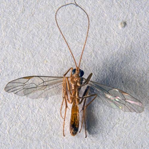 Ctenopelmatinae