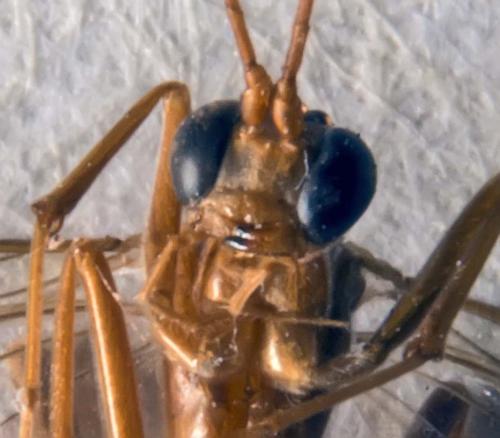 Ctenopelmatinae