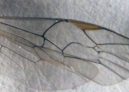 Ctenopelmatinae