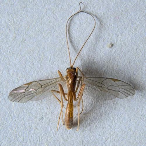 Ctenopelmatinae