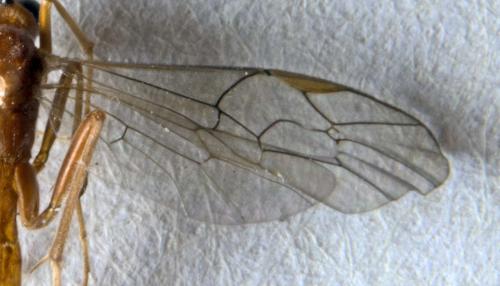 Ctenopelmatinae