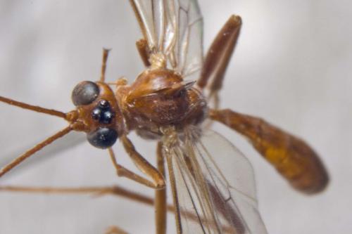 Ctenopelmatinae
