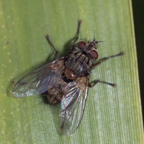 Phryno vetula
