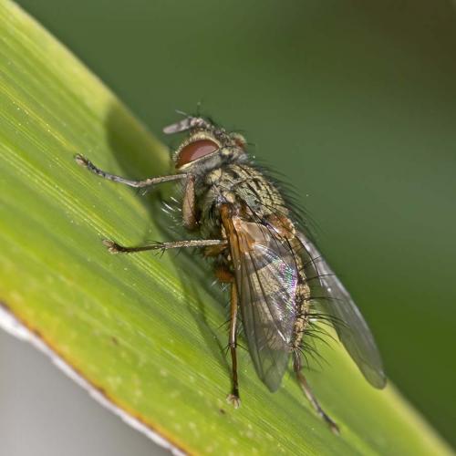 Phryno vetula